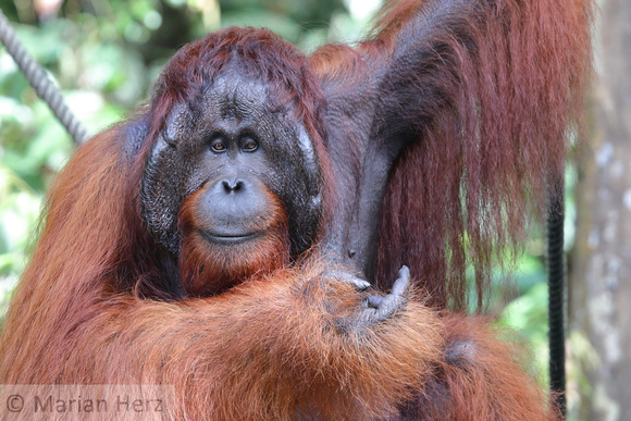 3Sem Bornean Orangutan (8)
