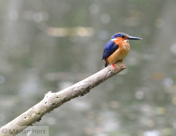 22Tana Kingfisher, Madagascar