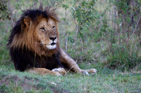 13Mar Male Lion