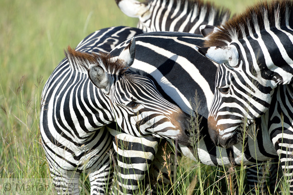 635Ng Common Zebra