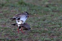 4Mar Crowned Plover Mating