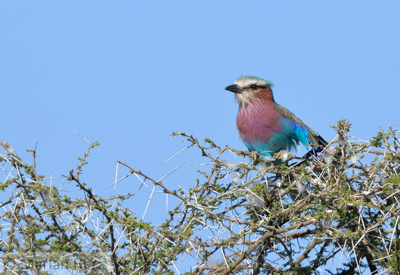 365Ser Lilac-breasted Roller