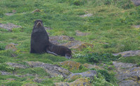 341StG Fur Seal