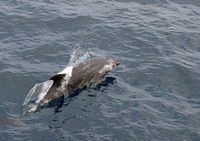 372Flor Bottlenose Dolphin