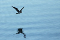 8 Kelp Gull Takeoff0002