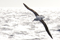 23C SouthRoyal Albatross0006
