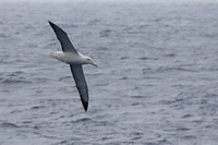 23D  SouthRoyal Albatross10003