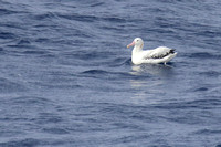 25 Wandering Albatross10003