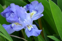 Iris (2)
