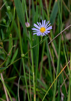 Aster_3663