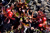 Bearberry, Alpine Red_0806