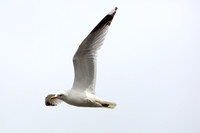 7Cop Common Gull