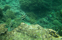 Bannerfish Pennant 2