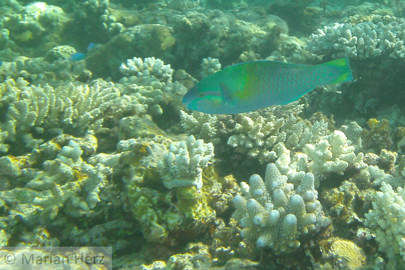 9Row Bullet-head Parrotfish