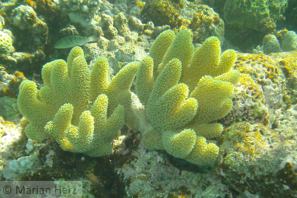 17Row Coral