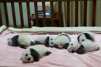 1Ch Panda Nursery