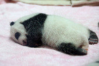 2Ch Panda Baby