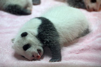 4Ch Panda Baby