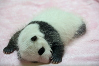 5Ch Panda Baby