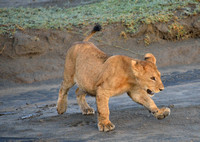Ngorongoro Ndutu