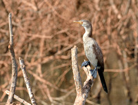 2Gambia Bird, Cormorant Reed (1)