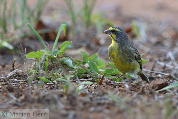 8Pha Yellow-fronted Canary (4)