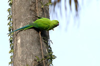 11Alg Parrot