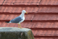 12Alg Yellow-legged Gull (2)