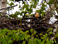 8Bird, Eagle Stellers on Nest (6)