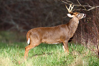 2Sm White-tailed Deer (1)