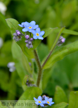 4Flower Forget-me-not