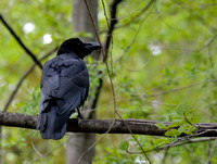 2Bird, Crow Large Billed
