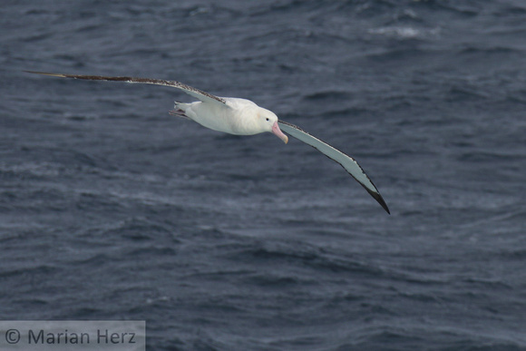 17Sea Wandering Albatross