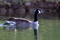 Canada Goose (1)