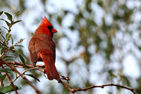 14CC Northern Cardinal