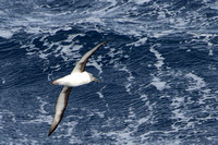 8Sea Grey-headed Albatross