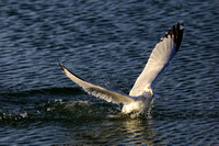 Ring-billed Gull (12)