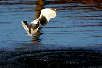 Ring-billed Gull (3)