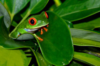 77Tor Red-eyed Leaf Frog
