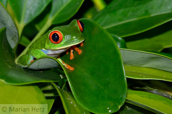 77Tor Red-eyed Leaf Frog