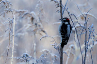 7SM Downy Woodpecker (7)