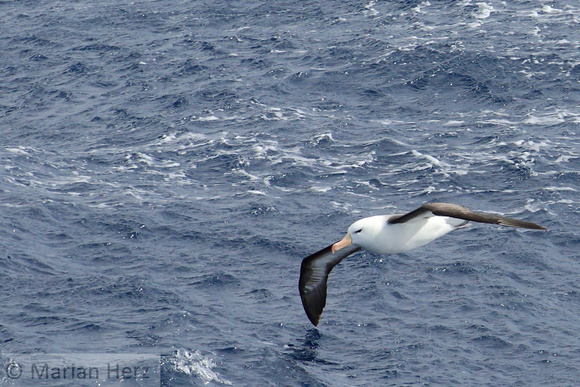 1 Sea Black Browed Albatross