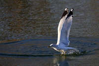 Ring-billed Gull (9)