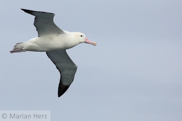 16Sea Wandering Albatross