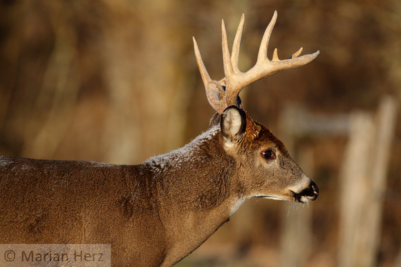 18Sm White-tailed Deer3 (13)