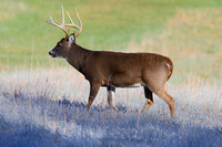 15Sm White-tailed Deer 4 (2)