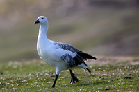 11Sa Upland Goose Male