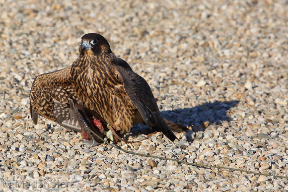 Cynder Peregrine Falcon (3)