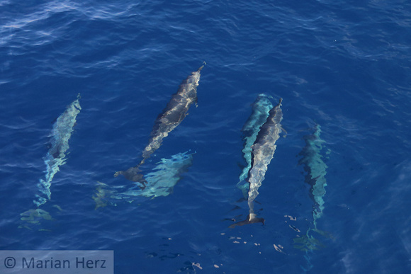 3Sea Bottlenose Dolphin