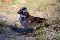 364Val Rufous-Collared Sparrow